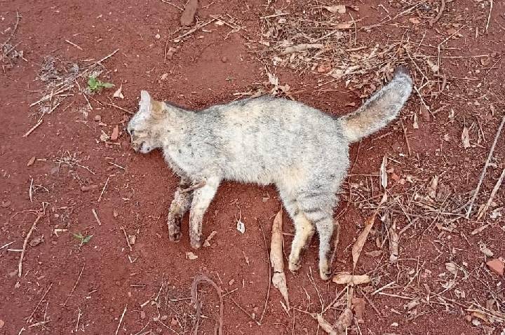 BARBOSA FERRAZ: Moradores da Vila Rural do São Judas denunciam envenenamento de gatos