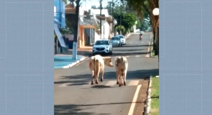Como na Índia, as vacas têm preferência no centro da cidade de Fênix.