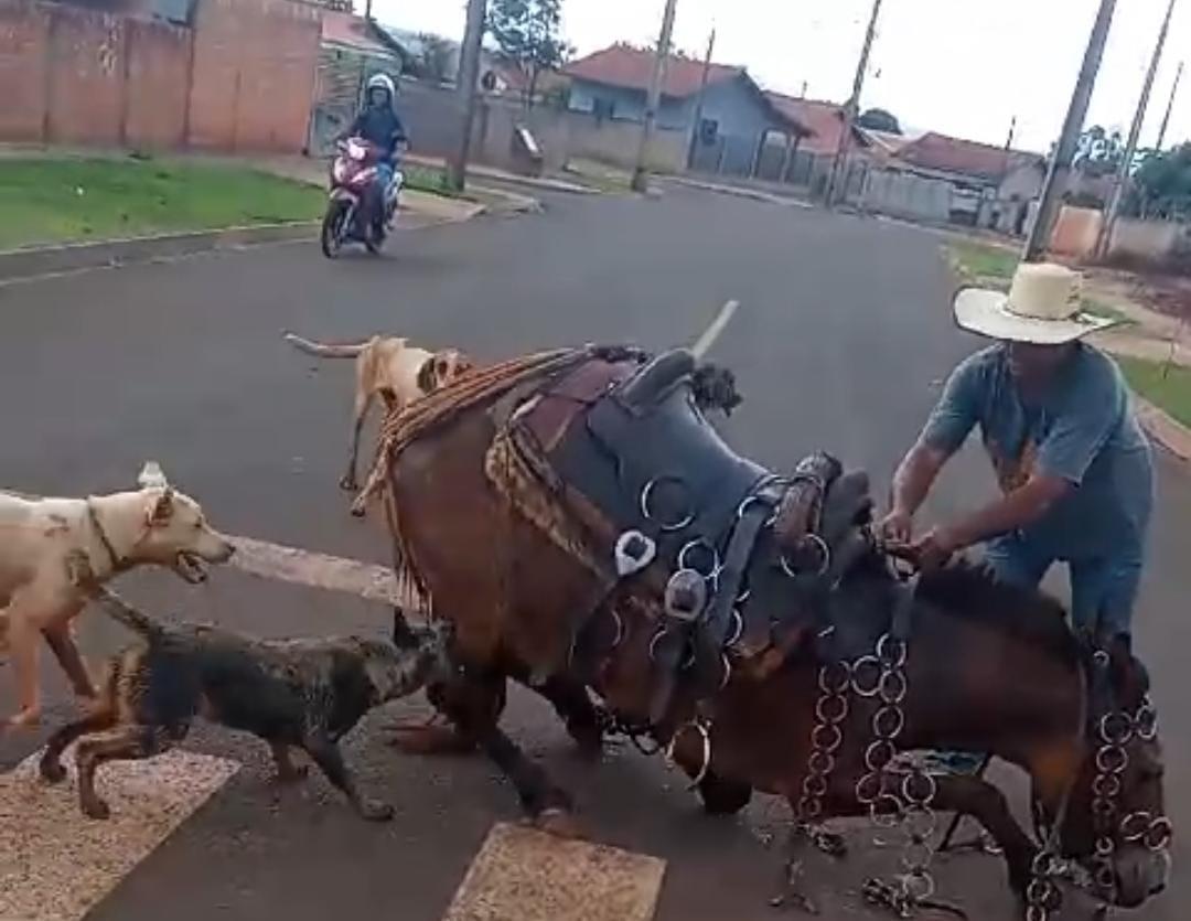 Fênix: Agressão a animal causa revolta