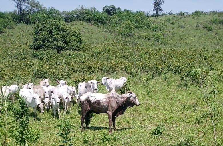 Gado com rastreadores furtado em São Pedro do Ivaí foi localizado e criminosos ainda não foram encontrados