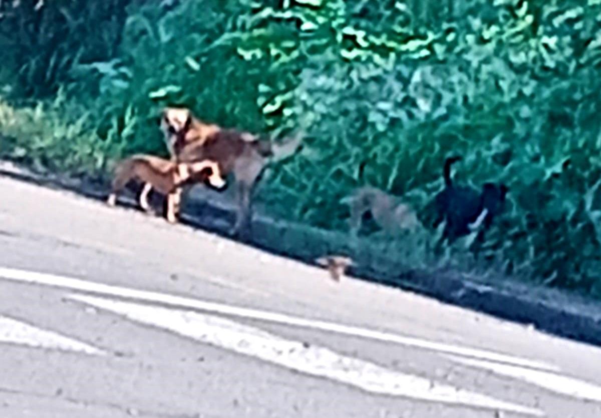 Barbosa Ferraz: Moradores denunciam ataques de cães soltos no Conjunto Primavera