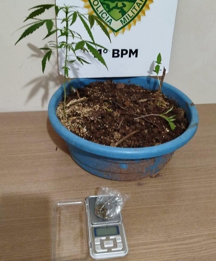 Polícia Militar encontra pé de maconha em quintal de residência em Araruna após denúncia anônima e prende morador