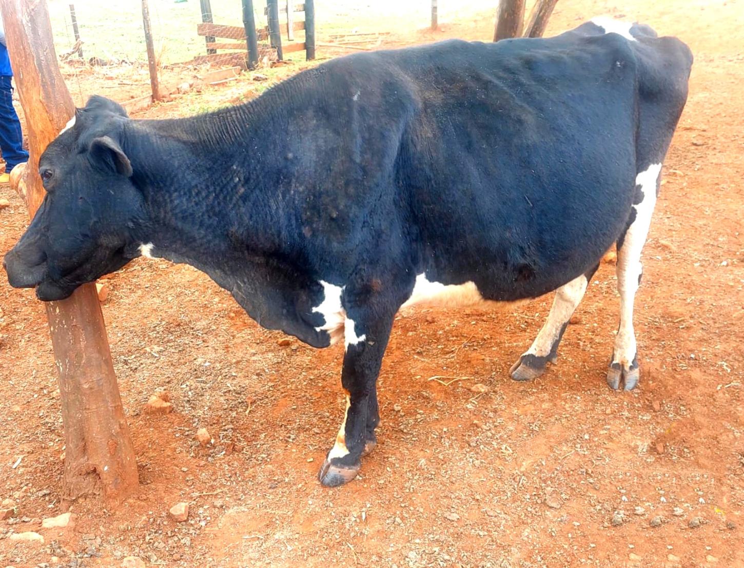 LUIZIANA: Patrulha Rural da PM localiza animal que foi furtado em 2021 e prende receptador