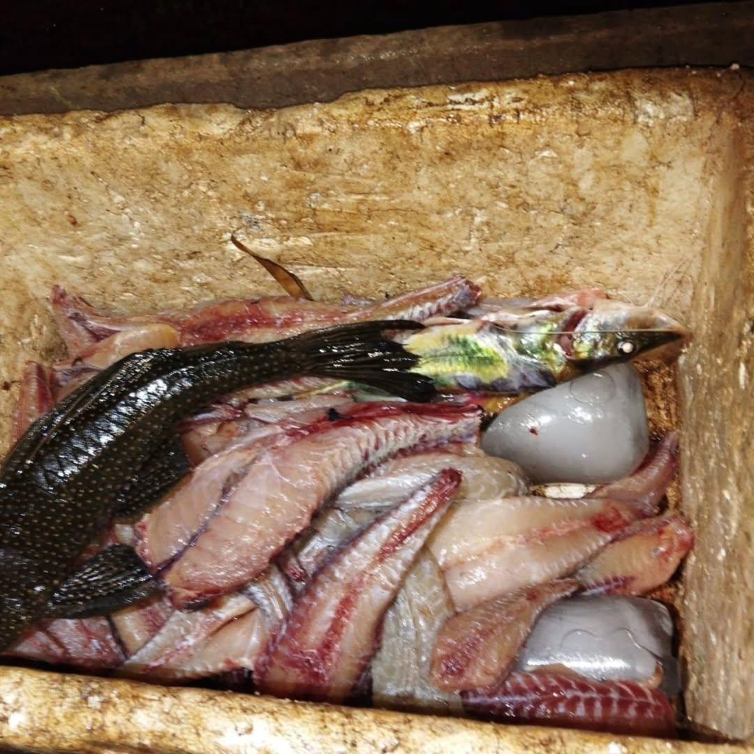 QUINTA DO SOL:  Polícia Militar Ambiental prende dois homens por pesca irregular