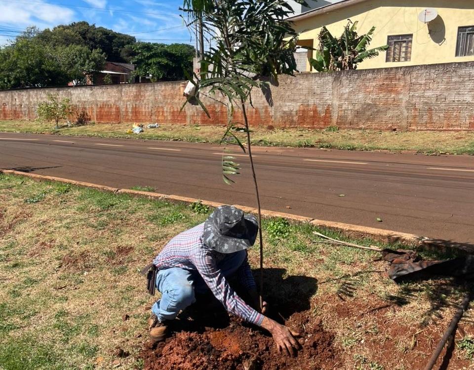 Quinta do Sol realiza plantio de árvores na Avenida Centauro em ação da Secretaria Municipal de Agricultura e Meio Ambiente