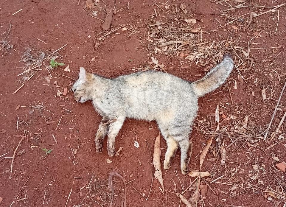 BARBOSA FERRAZ: Moradores da Vila Rural do São Judas denunciam envenenamento de gatos