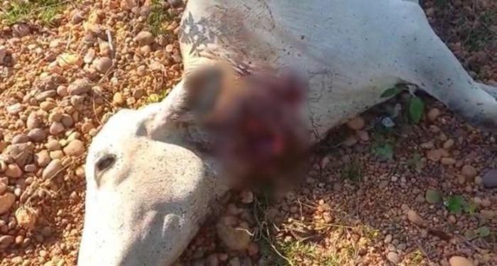 VALE DO IVAÍ: Produtor rural encontra vaca morta a tiro em Borrazópolis