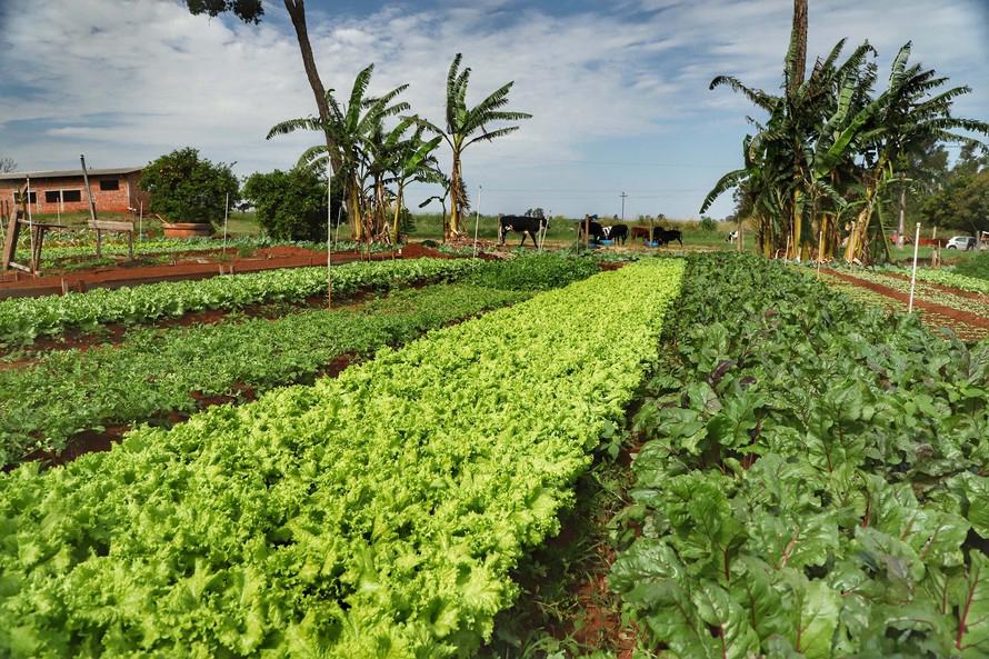 Paraná fará censo de produtores orgânicos no 1º semestre de 2026