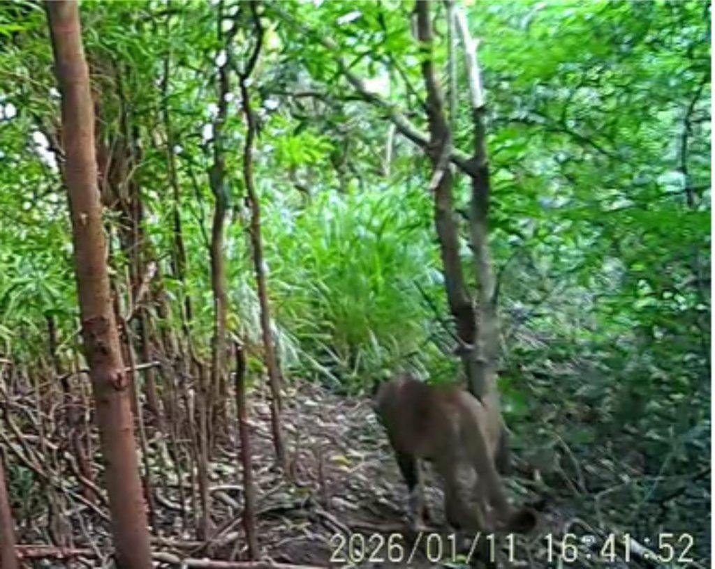REGIÃO DA COMCAM: Onças-pardas viram presença frequente em Rancho Alegre D’Oeste e moradores reforçam cuidados; 10º avistamento de felinos da espécie