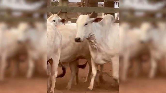 VALE DO IVAÍ: Produtor rural cai em golpe em negociação de gado em Rosário do Ivaí e perde R$ 79 mil reais