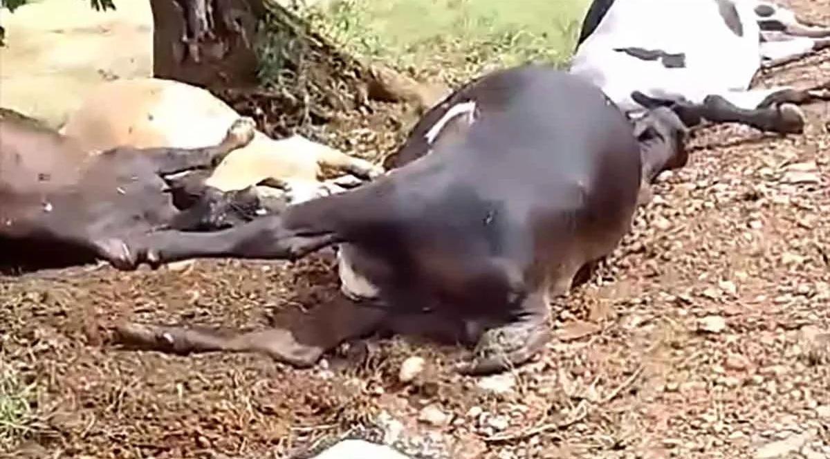 REGIÃO: Raio mata cinco bovinos durante temporal na zona rural de Ivaiporã