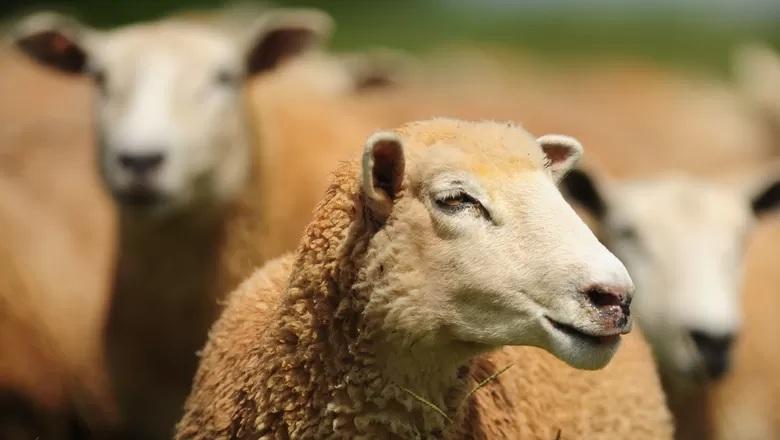 VALE DO IVAÍ: Criminosos furtam 10 carneiros e deixam cão ferido em propriedade rural de Califórnia