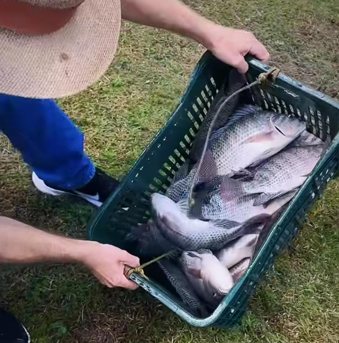 BARBOSA FERRAZ: Com uma tonelada de peixes soltos, Prefeitura libera pesca no Lago Verde Vida neste sábado; expectativa é de grande público