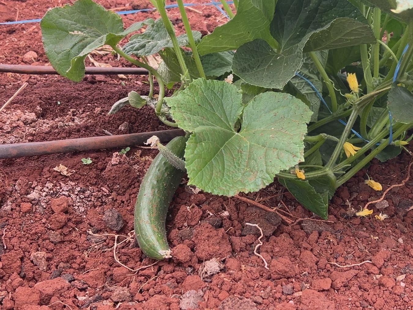 A entrega foi comemorada pela Prefeitura, por meio da Secretaria Municipal de Agricultura e Pecuária, dirigida pelo secretário Eder José de Paula, o Edinho Malaquias.