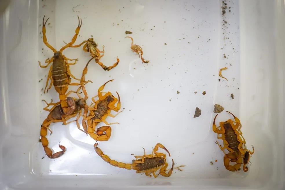 BARBOSA FERRAZ: Escorpiões amarelos mobilizam equipes de saúde na Escola Esmeralda; aulas foram suspensas