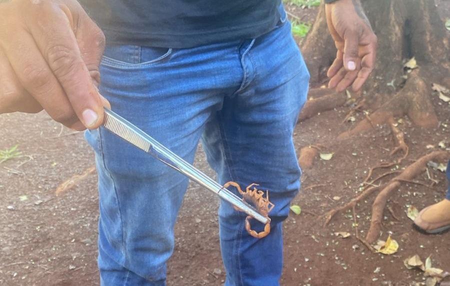 BARBOSA FERRAZ: Vídeo e imagens mostram escorpiões amarelos encontrados na Escola Municipal Esmeralda; veja