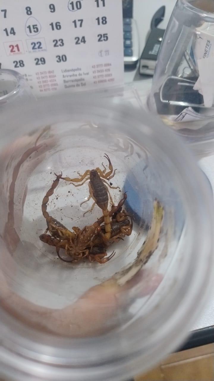 escorpiões amarelos