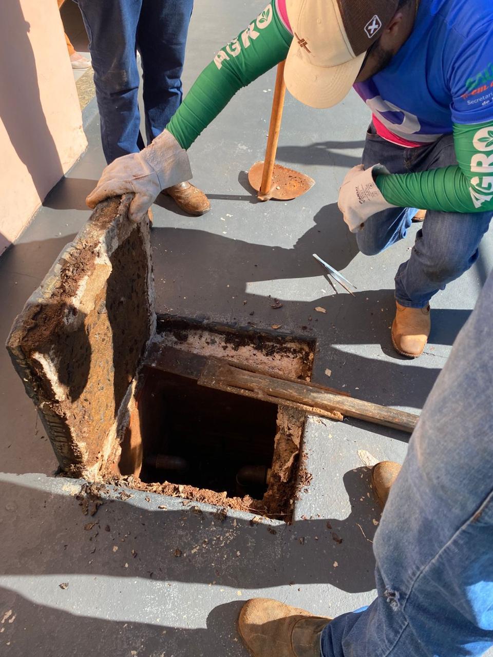 escorpiões amarelos