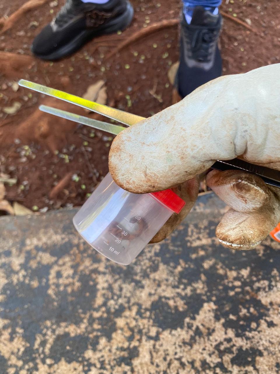 escorpiões amarelos