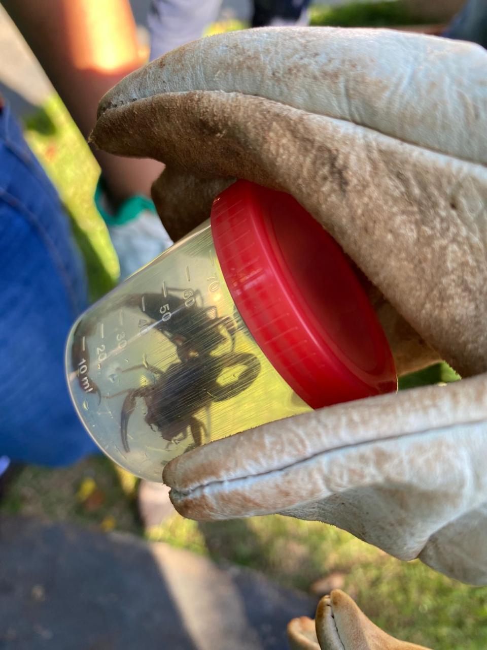 escorpiões amarelos