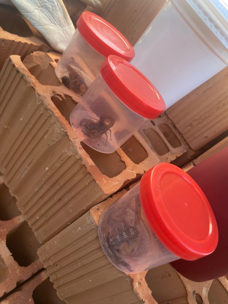 escorpiões amarelos