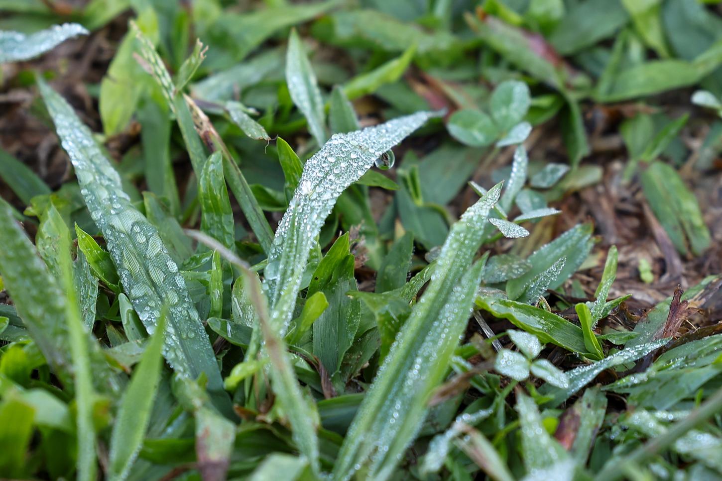FRIO: Paraná registra geada, temperaturas negativas e recorde de frio em 2026
