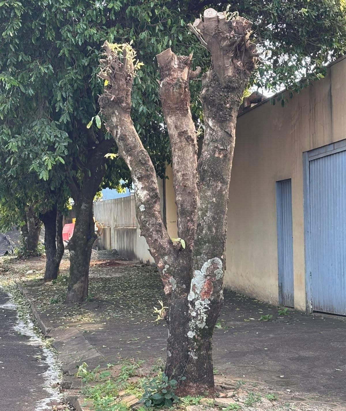 ENGENHEIRO BELTRÃO: Prefeitura intensifica fiscalização contra poda irregular de árvores
