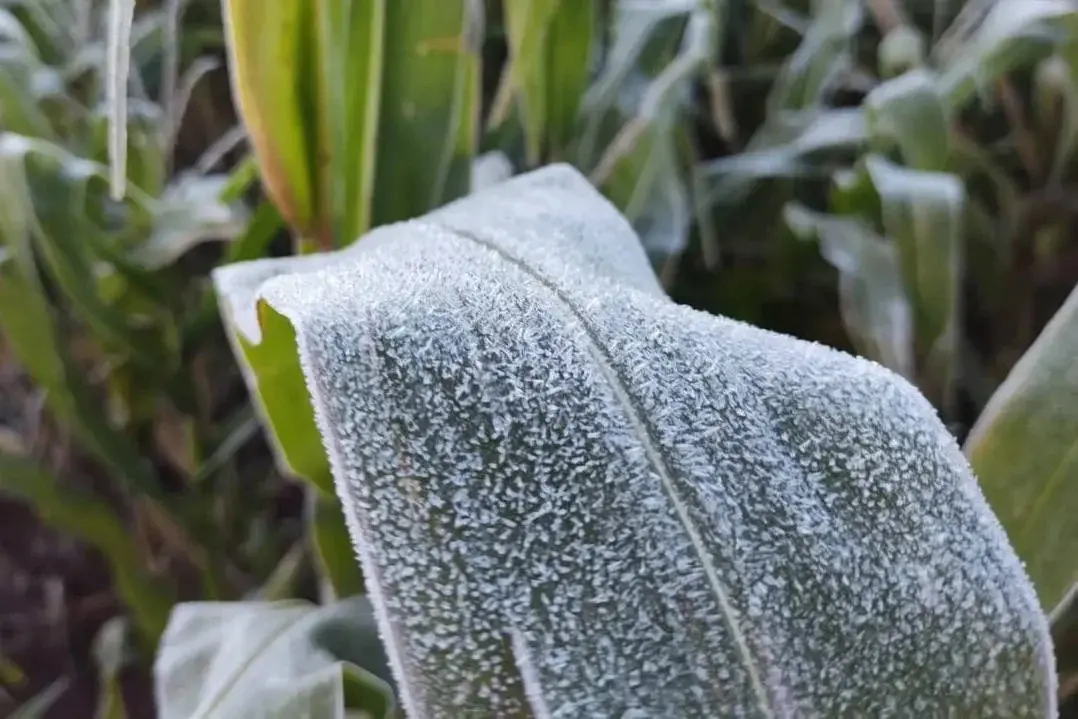 Frio avança e geadas devem atingir municípios da região de Campo Mourão nesta semana
