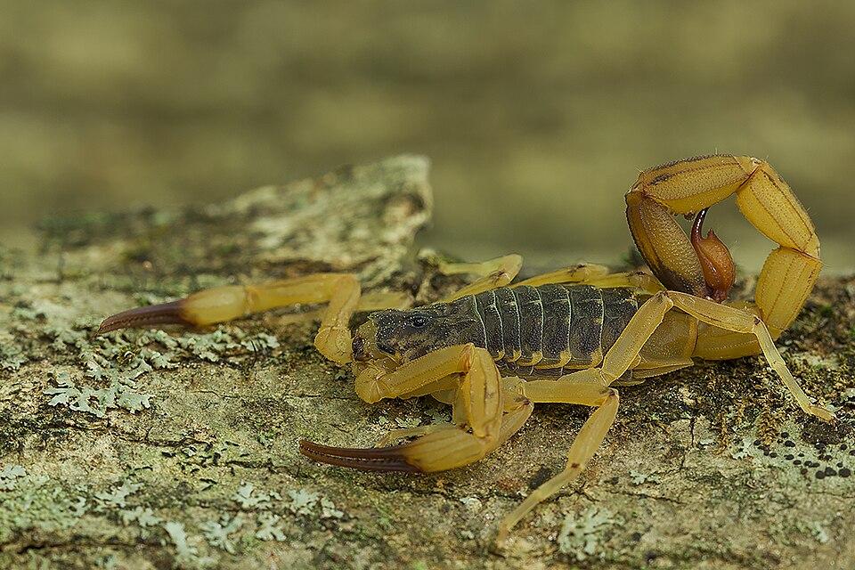 CORUMBATAÍ DO SUL: Endemias alerta população após encontrar 18 escorpiões amarelos no bairro Água do Palmital