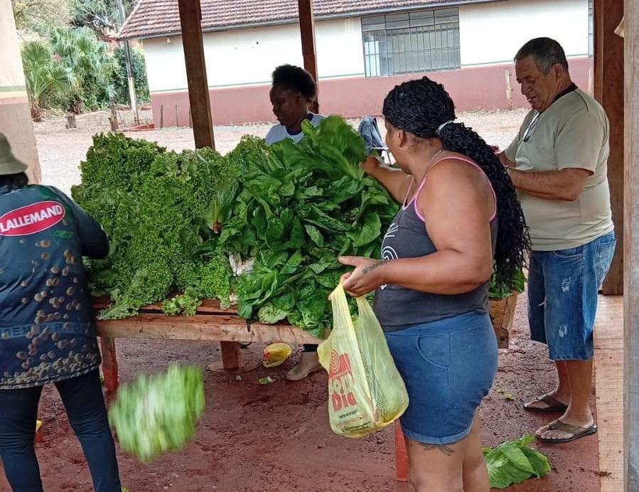ENGENHEIRO BELTRÃO: horta da Escola Agrícola distribui verduras para cerca de 250 famílias