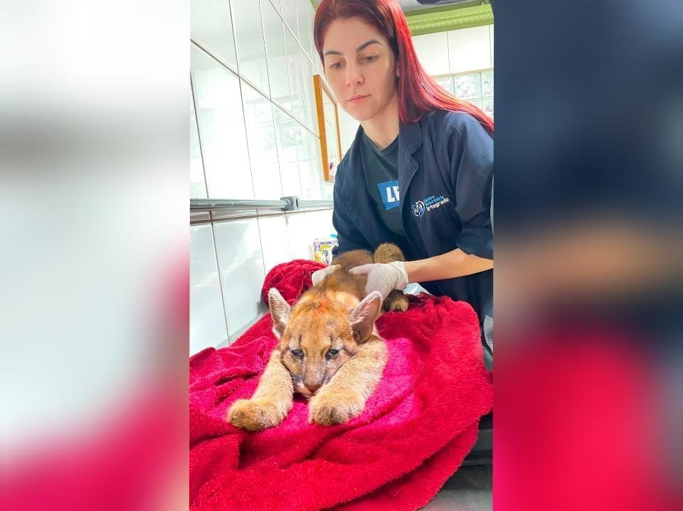 LUIZIANA: filhote de onça-parda é resgatado com sinais de desnutrição e desidratação