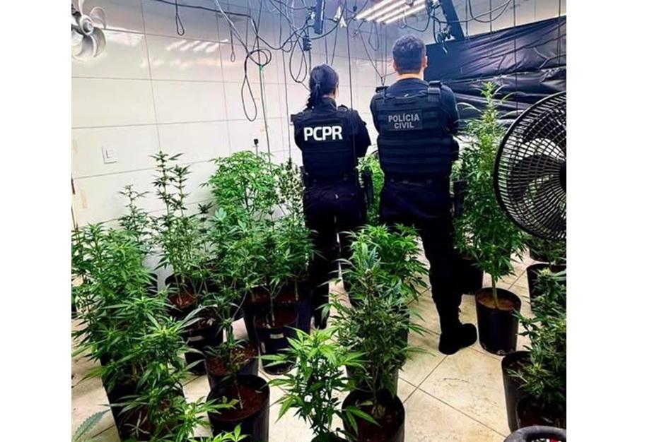 MANDAGUARI: Polícia Civil apreende 186 plantas de maconha e 1,7 quilo da droga processada