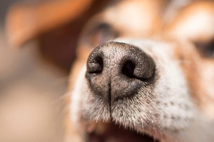 SÃO JOÃO DO IVAÍ: Criança fica ferida após ataque de cachorro na rua