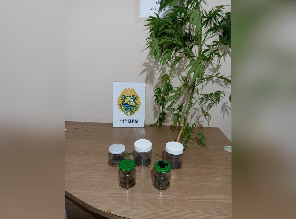 CAMPO MOURÃO: ROCAM apreende maconha e pé de cannabis durante abordagem no Jardim Bandeirante