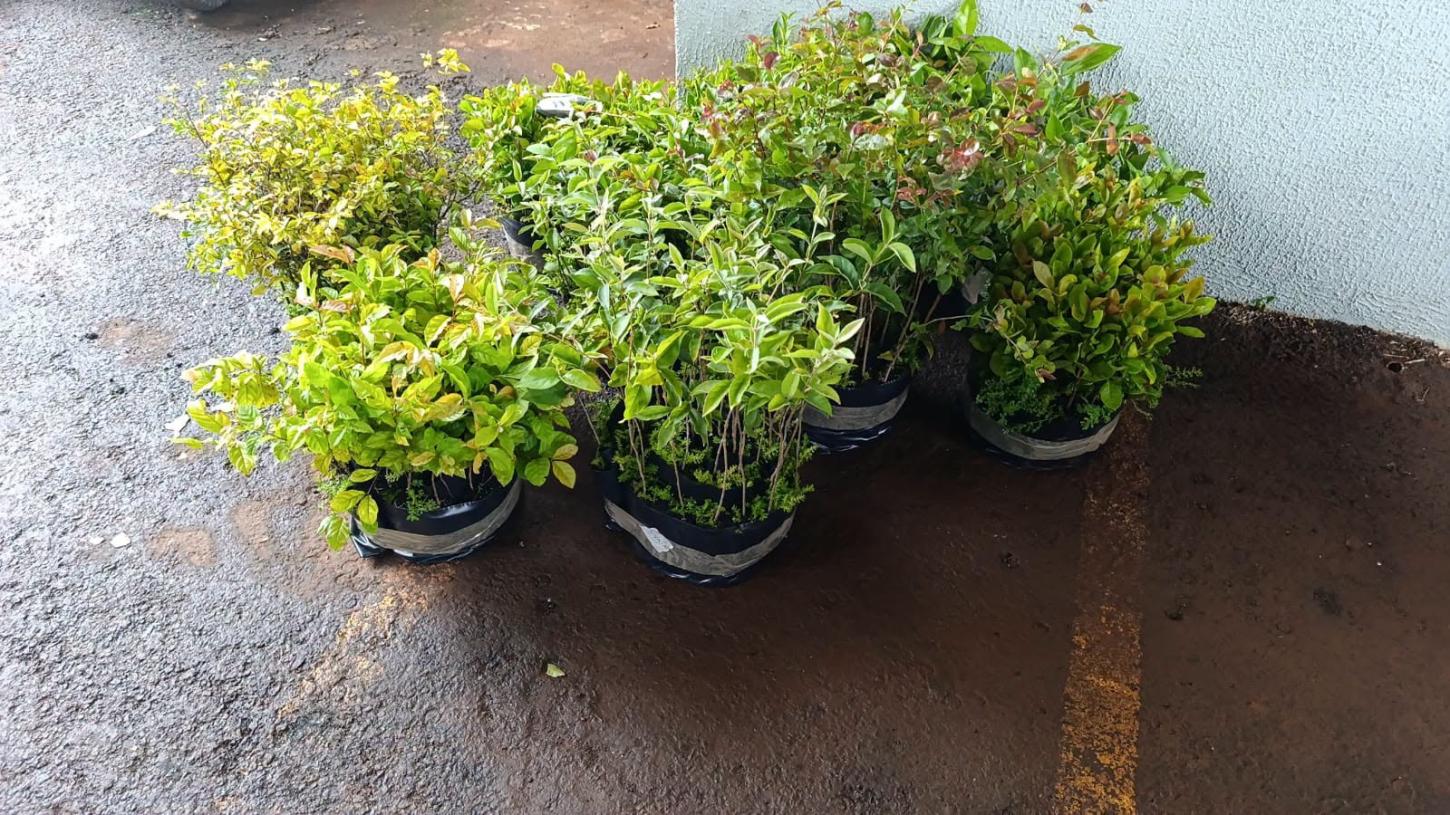 ENGENHEIRO BELTRÃO: Prefeitura vai distribuir mudas de árvores frutíferas gratuitamente nesta quinta-feira