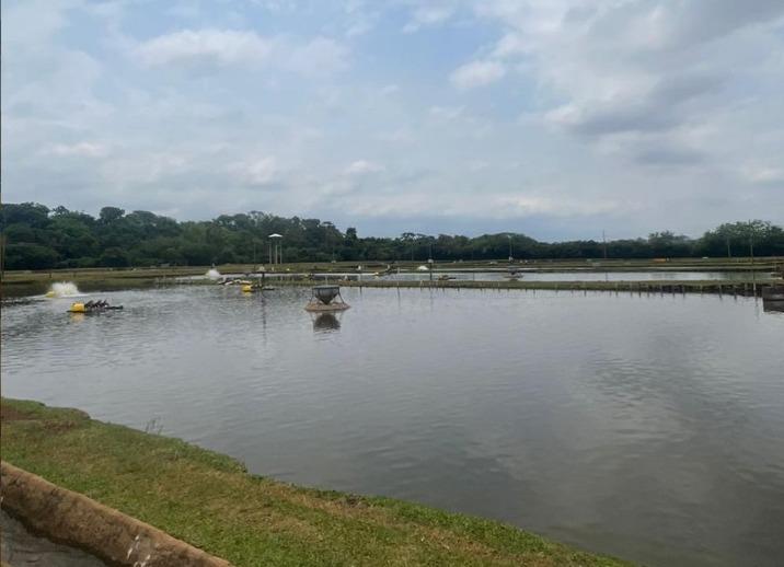 SÃO JOÃO DO IVAÍ: empresa perde até 400 mil peixes após ficar 23 horas sem energia elétrica