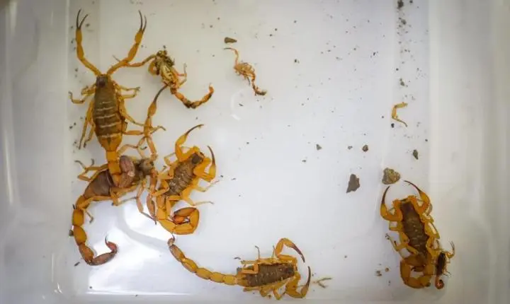 BARBOSA FERRAZ: Escorpiões amarelos mobilizam equipes de saúde na Escola Esmeralda; aulas foram suspensas