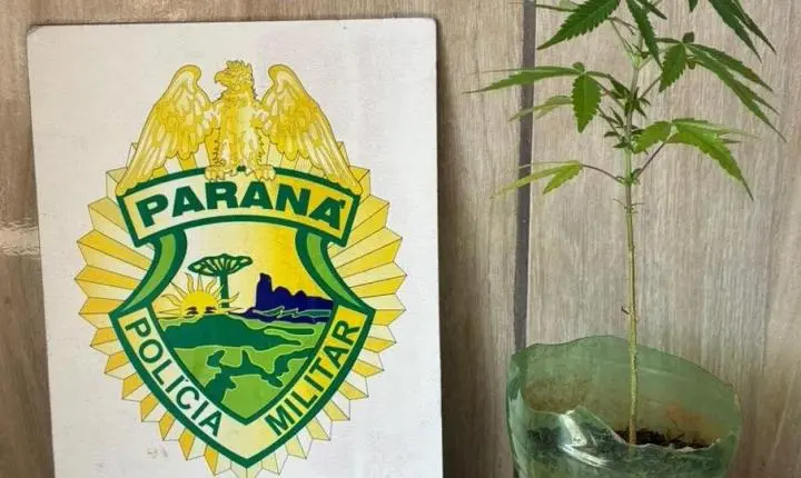 BARBOSA FERRAZ: Polícia Militar apreende pé de maconha após denúncia no centro da cidade