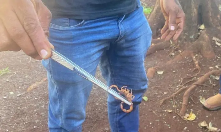 BARBOSA FERRAZ: Vídeo e imagens mostram escorpiões amarelos encontrados na Escola Municipal Esmeralda; veja