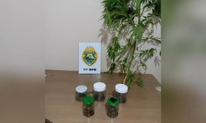 CAMPO MOURÃO: ROCAM apreende maconha e pé de cannabis durante abordagem no Jardim Bandeirante