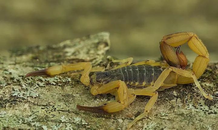 CORUMBATAÍ DO SUL: Endemias alerta população após encontrar 18 escorpiões amarelos no bairro Água do Palmital