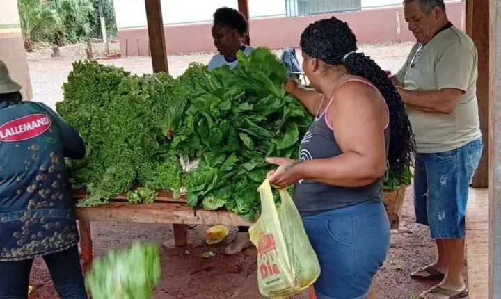 ENGENHEIRO BELTRÃO: horta da Escola Agrícola distribui verduras para cerca de 250 famílias