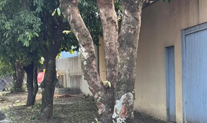 ENGENHEIRO BELTRÃO: Prefeitura intensifica fiscalização contra poda irregular de árvores