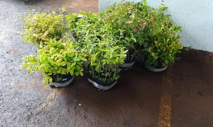 ENGENHEIRO BELTRÃO: Prefeitura vai distribuir mudas de árvores frutíferas gratuitamente nesta quinta-feira