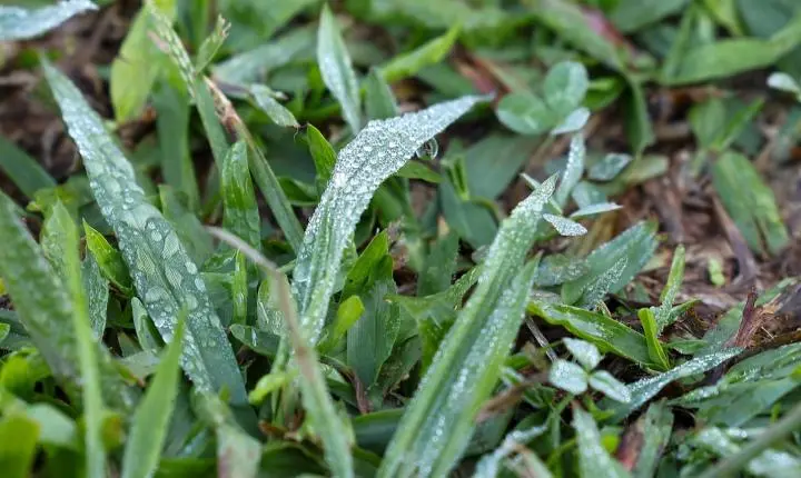 FRIO: Paraná registra geada, temperaturas negativas e recorde de frio em 2026