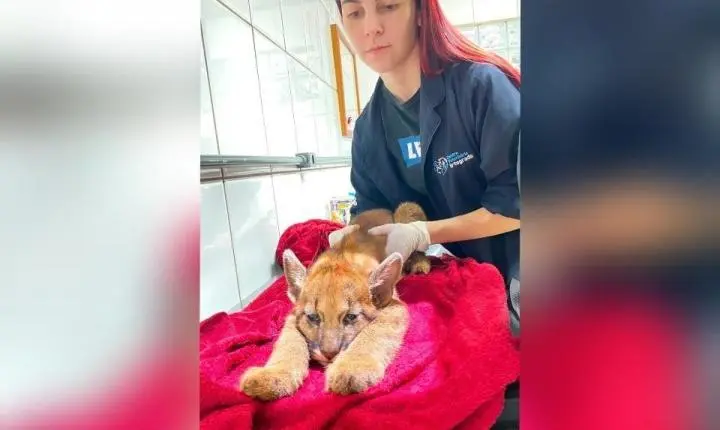 LUIZIANA: filhote de onça-parda é resgatado com sinais de desnutrição e desidratação