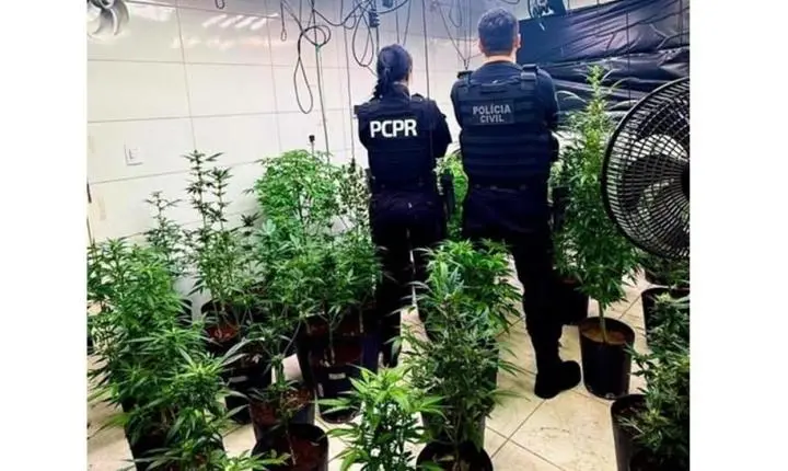 MANDAGUARI: Polícia Civil apreende 186 plantas de maconha e 1,7 quilo da droga processada