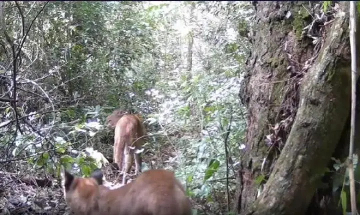 REGIÃO DE MARINGÁ: após registros de onça-pintada, onças-pardas também são vistas na área rural de Mandaguari