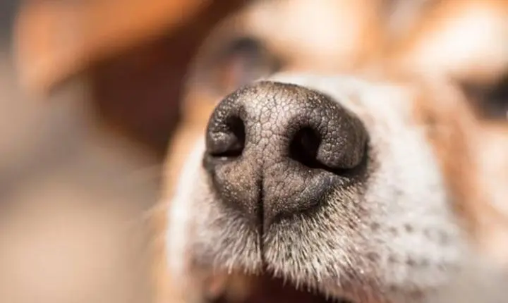 SÃO JOÃO DO IVAÍ: Criança fica ferida após ataque de cachorro na rua